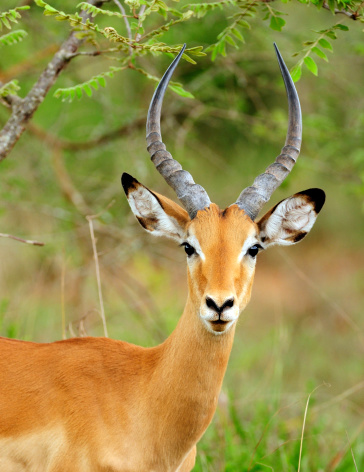 Impala (Aepyceros melampus) standing in the African bush.