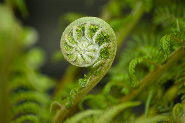 istock Koru New Zealand 173635026