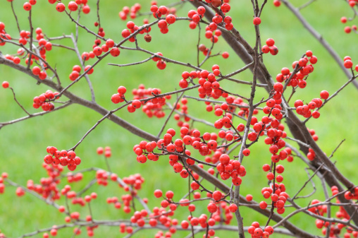 Winterberries with green background