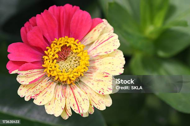 Foto de Dois Flores Cor De Rosa E Amarelo e mais fotos de stock de Alimento Transgênico - Alimento Transgênico, Amarelo, Beleza