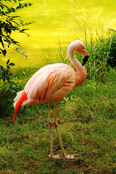 Pink Flamingo 2 stock photo