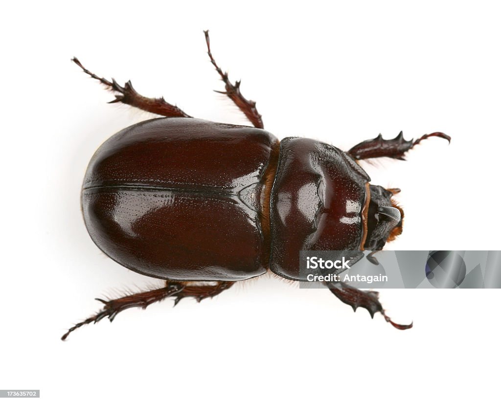 Escarabajo - Foto de stock de Escarabajo libre de derechos