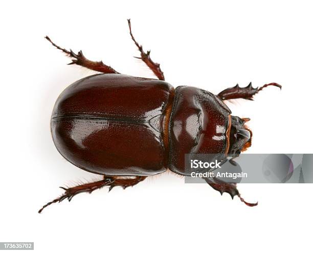 甲虫 - 甲虫類のストックフォトや画像を多数ご用意 - 甲虫類, 白背景, カットアウト