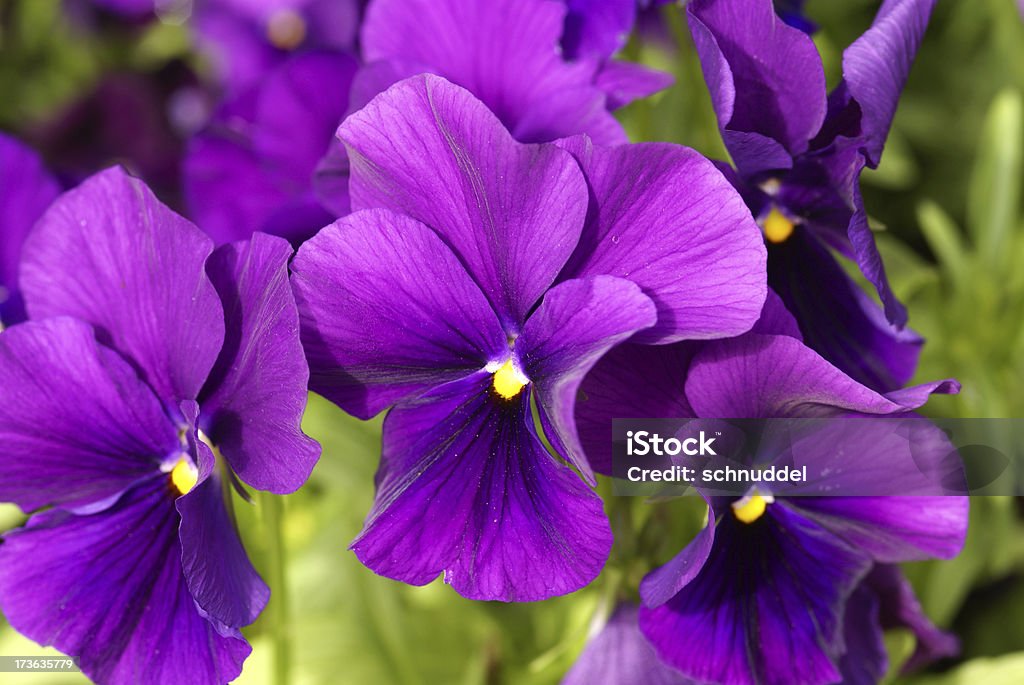 Makro von lila Stiefmütterchen - Lizenzfrei Blume Stock-Foto
