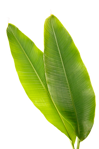 Two banana leaves isolated on white.  XXXL by Canon 5D Mk2.  Please visit my lightbox for more similar photos