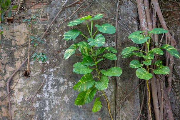 istock Trees and roots are on the old plaster wall. 1736360232