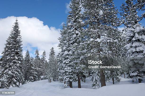 Neve Coperto Strada Dopo Una Recente Storm - Fotografie stock e altre immagini di Albero - Albero, Ambientazione esterna, Bellezza naturale