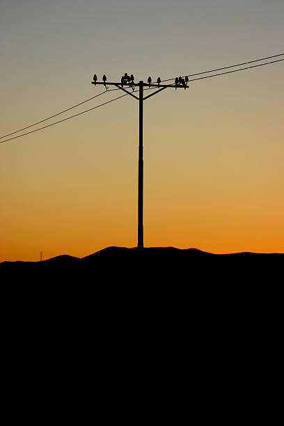 poste de telégrafo de 13 - phoneline imagens e fotografias de stock