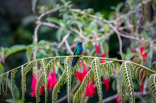Sparkling violetear (Colibri coruscans) perched on branch with small hanging leaves and red blossoms,  against natural blurred background, Rogitama Biodiversidad, Colombia