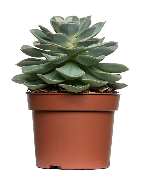 istock Succulent plant in front of white background 173636761