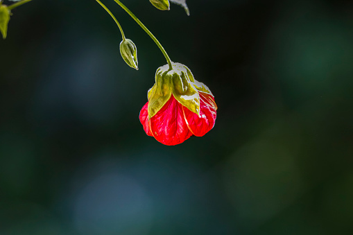 Close-up of a small red blossom hanging down on  a green stem in sunshine against a dark blurred background, Colombia