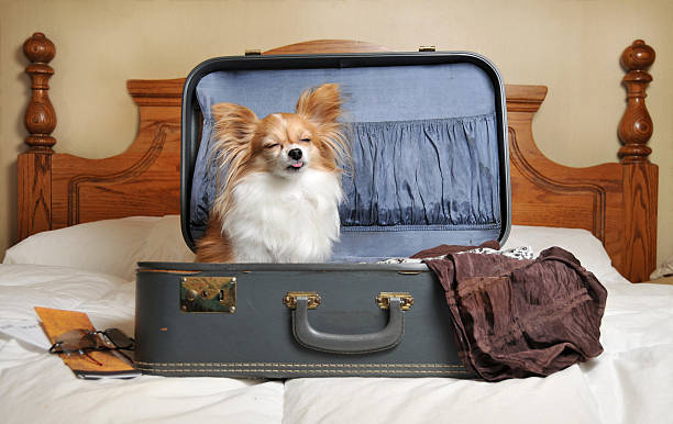 istock Small dog sitting in suitcase on a bed 173636966