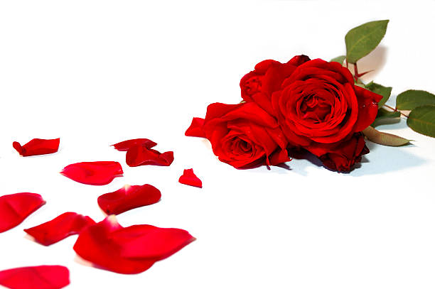 Beautiful red roses with a trail of petals.  Isolated on white.  Space for copy.