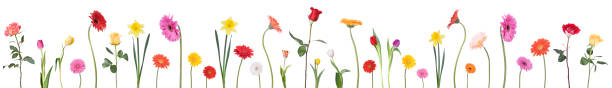 frontière de fleur de danse - daffodil flower isolated cut out photos et images de collection