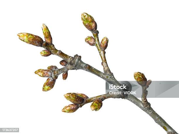 Foto de Bud e mais fotos de stock de Ameixa - Fruta - Ameixa - Fruta, Ameixeira, Botão - Estágio de flora