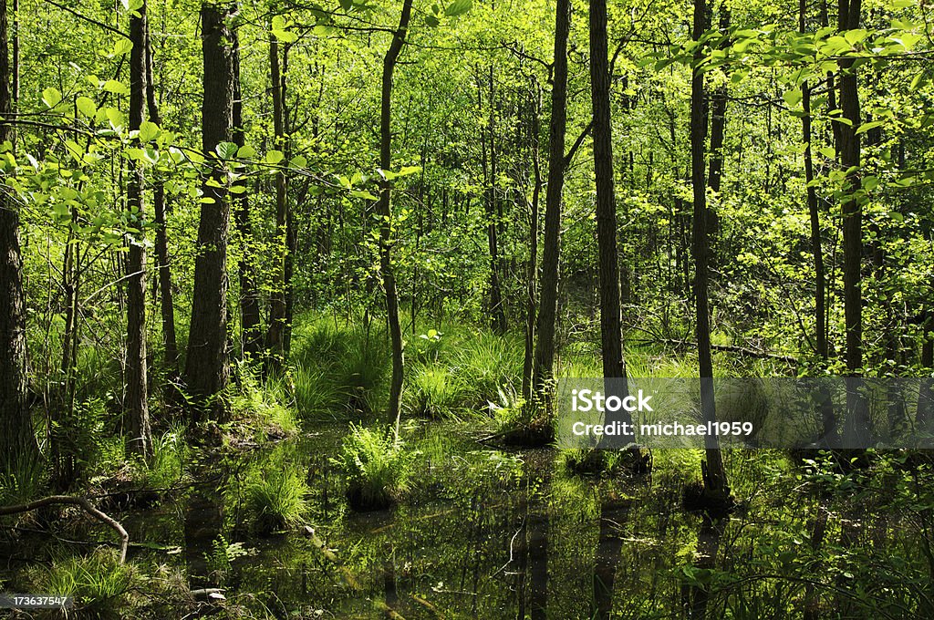 Foresta Terreno paludoso - Foto stock royalty-free di Acqua