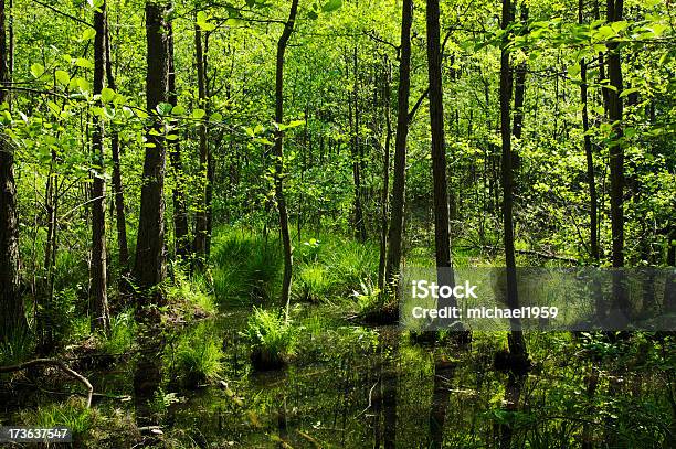 Foresta Terreno Paludoso - Fotografie stock e altre immagini di Acqua - Acqua, Acqua stagnante, Albero