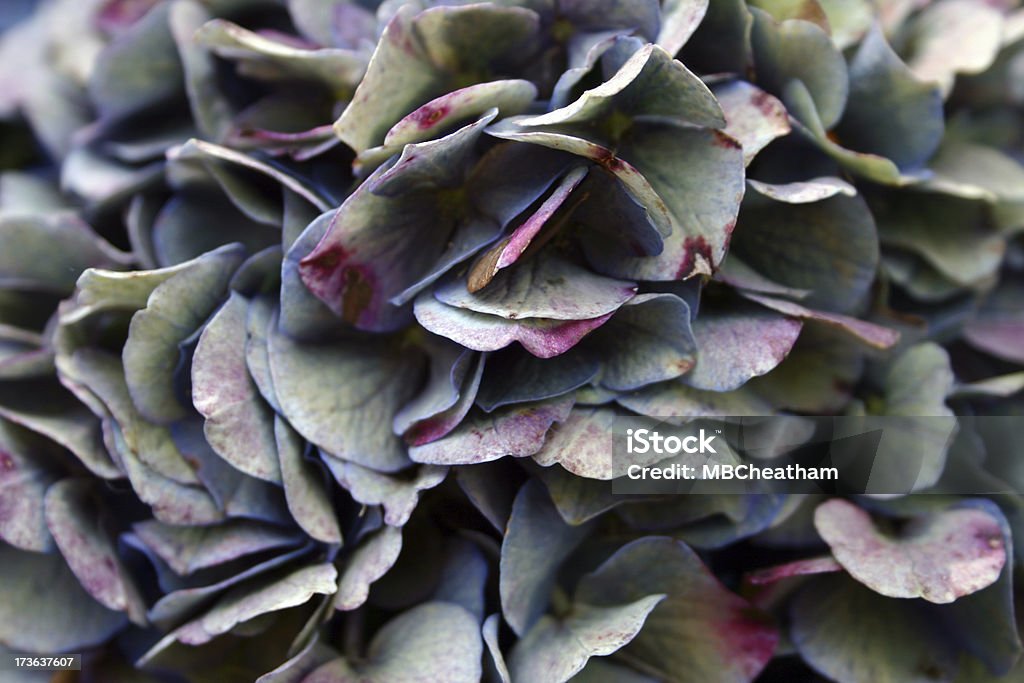 Hortensia textura - Foto de stock de Hortensia libre de derechos