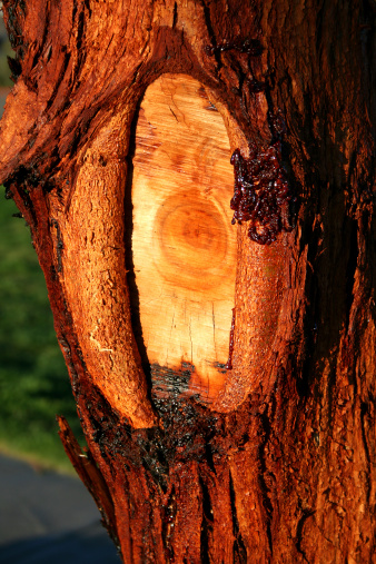 Image of a knot on a tree with alot of sap.  This image has no added saturation.  This is the actual color of the tree.