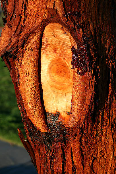 Knotty Sappy Tree stock photo