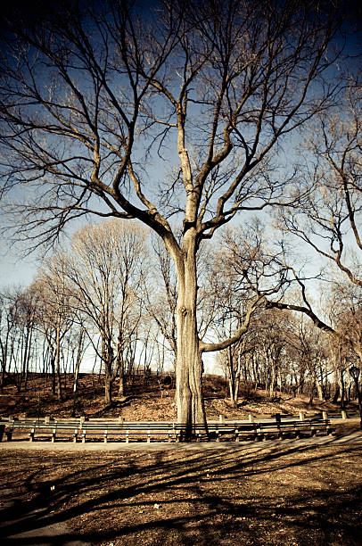 mighty árbol - ny01 fotografías e imágenes de stock