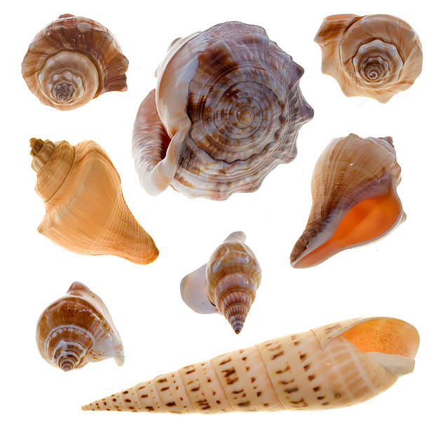 istock snail shells of the world 173638035