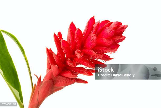 Jengibre Rojo Foto de stock y más banco de imágenes de Jengibre rojo - Jengibre rojo, Fondo blanco, Espacio en blanco