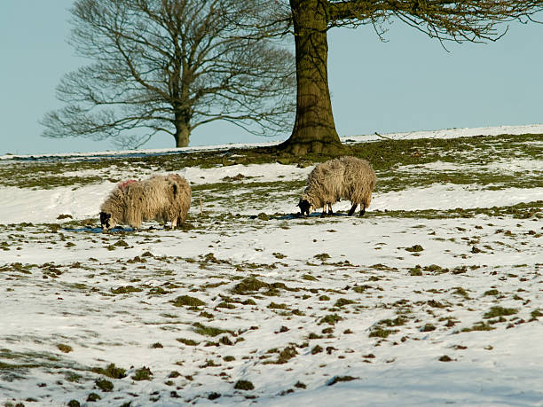 istock Two sheep grazing in winter snow on hillside 173638268