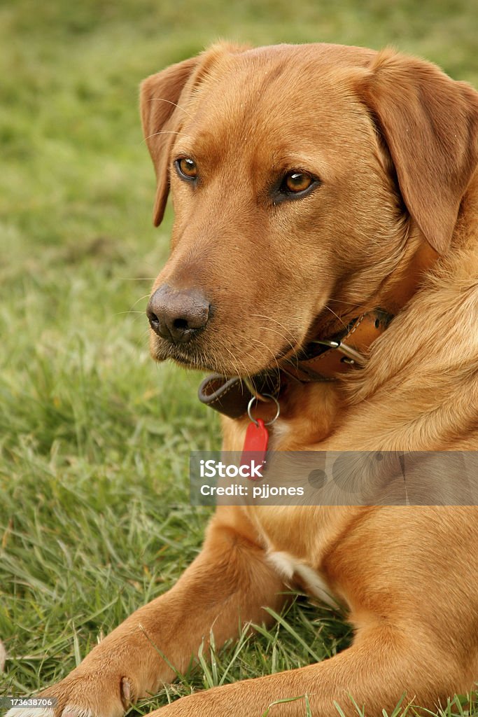 Doggy - Royalty-free Amizade Foto de stock