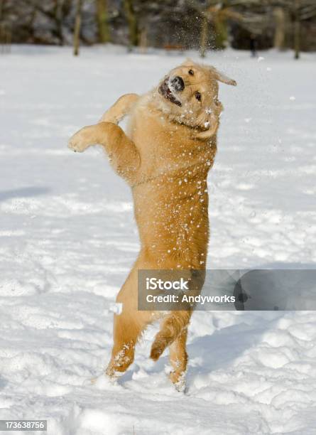 Lustiger Golden Retriever Stockfoto und mehr Bilder von Aktivitäten und Sport - Aktivitäten und Sport, Bewegung, Bewegungsunschärfe