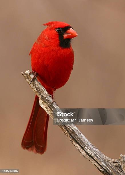 Cardinale - Fotografie stock e altre immagini di Cardinale - Uccello - Cardinale - Uccello, Carolina del Nord - Stato USA, Kentucky