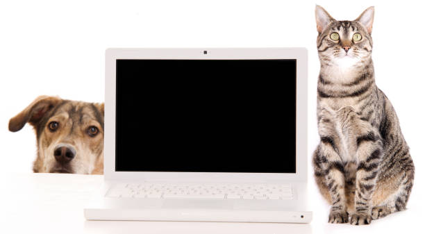 Blank Computer Screen With Cat and Dog stock photo