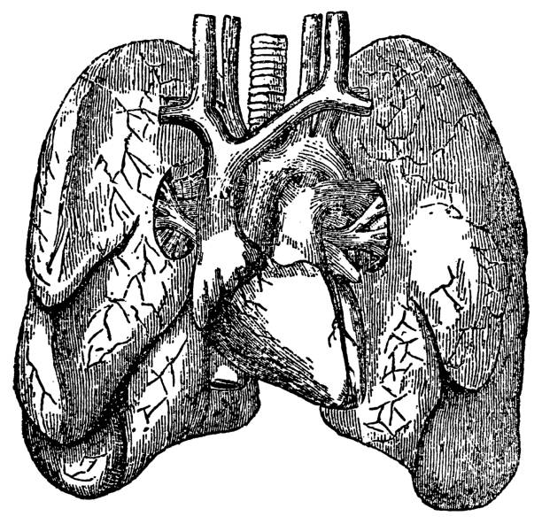Human Lungs - Antique Medical Illustration "Medical illustration depicting human body. Published in Systematischer Bilder-Atlas zum Conversations-Lexikon, Ikonographische Encyklopaedie der Wissenschaften und Kuenste (Brockhaus, Leipzig) in 1844. Photo by N.Staykov (2008)CLICK ON THE LINKS BELOW FOR MORE IMAGES LIKE THIS ONE:" clip art of a diagram of human lungs stock illustrations