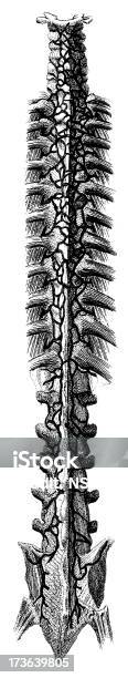 Menschliche Wirbelsäuleantikes Medizinische Illustration Stock Vektor Art und mehr Bilder von Antiquität