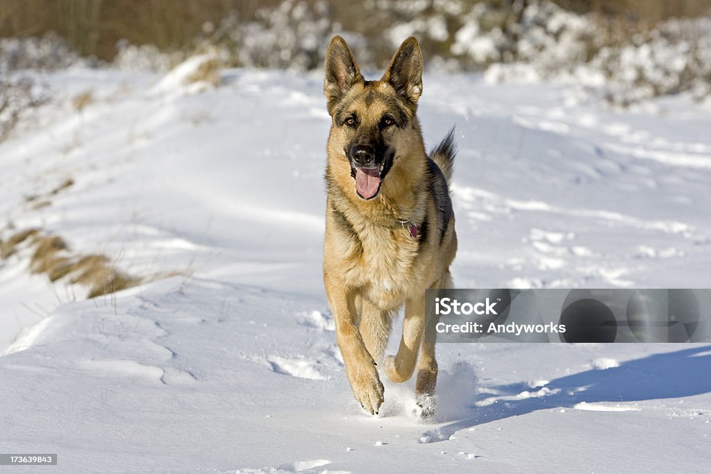 Wunderschöne deutscher Shepherd - Lizenzfrei Deutscher Schäferhund Stock-Foto