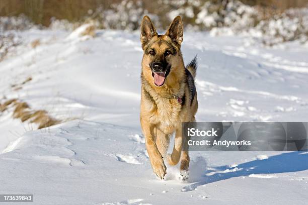 Wunderschöne Deutscher Shepherd Stockfoto und mehr Bilder von Deutscher Schäferhund - Deutscher Schäferhund, Winter, Aktivitäten und Sport