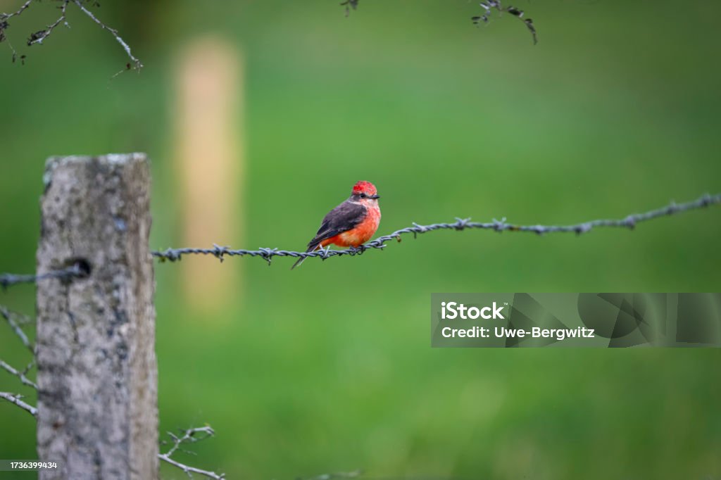 Colorful Vermillion flycatcher (Pyrocephalus obscurus) perched on a barbed wire acblurred green background, Manizales, Colombia Animal Stock Photo