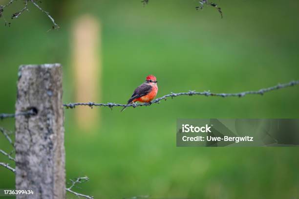 Colorful Vermillion Flycatcher Perched On A Barbed Wire Acblurred Green Background Manizales Colombia Stock Photo - Download Image Now
