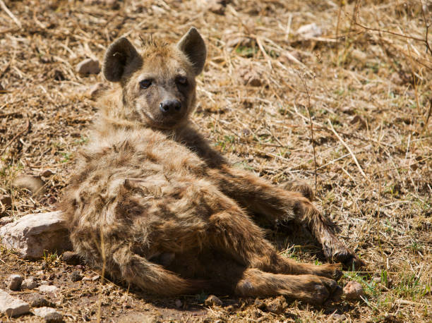 istock Hyena in Ngorongoro. 173640031