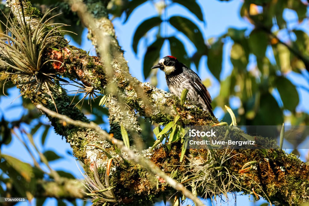 Acorn woodpecker (Melanerpes formicivorus) perched on branch in a tree against blurred background, Manizales, Colombia Acorn Woodpecker Stock Photo
