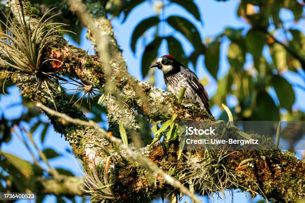 Acorn Woodpecker Perched On Branch In A Tree Against Blurred Background Manizales Colombia Stock Photo - Download Image Now