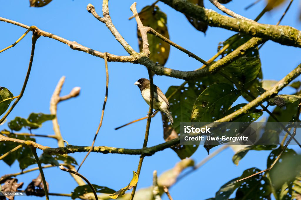 Yellow-bellied seedeater perched in a tree against blue sky, Manizales, Colombia Animal Stock Photo