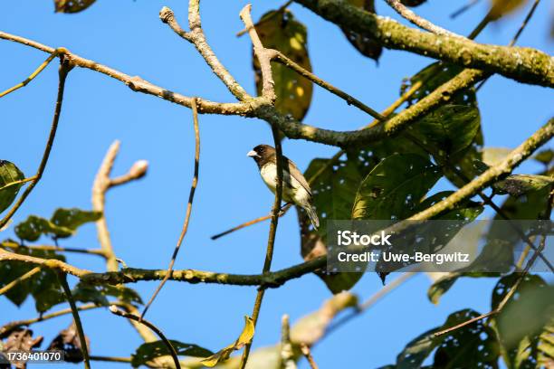 Yellowbellied Seedeater Perched In A Tree Against Blue Sky Manizales Colombia Stock Photo - Download Image Now