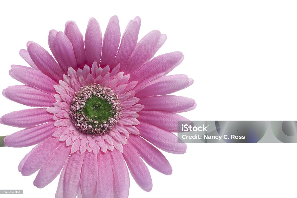Один розовый Гербера, Flower, Petal, изолированные на белый - Стоковые фото Без людей роялти-фри