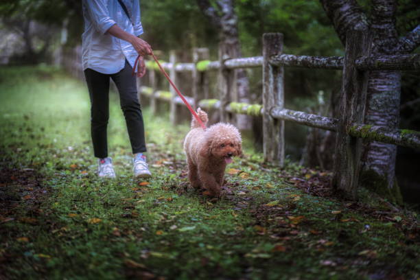 istock dog 435 Dog-walking 1736402602