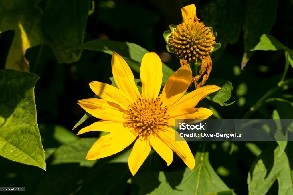 Beautiful yellow flower in sunshine against dark background, Colombia Beauty Stock Photo