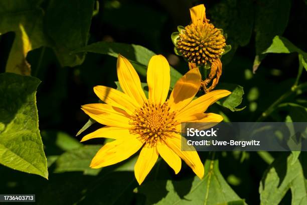 Beautiful Yellow Flower In Sunshine Against Dark Background Colombia Stock Photo - Download Image Now