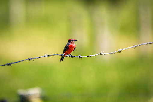 Colorful Vermillion flycatcher (Pyrocephalus obscurus) perched on a barbed wire against blurred yellow-green background, Manizales, Colombia