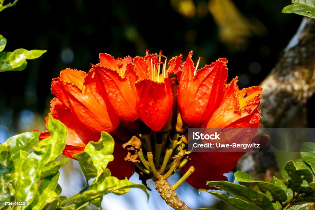 Close-up of beautiful orange-red blossoms of an African tulip tree in sunshine, Colombia African Tulip Tree Stock Photo