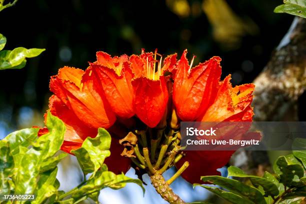 Closeup Of Beautiful Orangered Blossoms Of An African Tulip Tree In Sunshine Colombia Stock Photo - Download Image Now